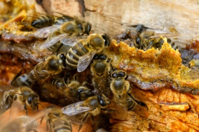 Nghiên cứu những lợi ích tiềm năng của keo ong với hệ vi sinh vật đường ruột