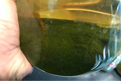 Sử dụng bã cà phê làm thức ăn, hỗ trợ tảo sản xuất diesel sinh học