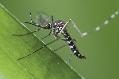 Các thiết bị chống muỗi liệu có hiệu quả như lời quảng cáo