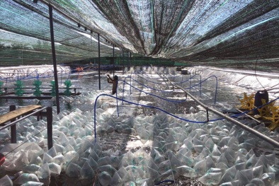 Bộ Nông nghiệp và Phát triển nông thôn siết chặt quản lý buôn bán, sử dụng thuốc thú y thủy sản