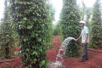 Ngành hồ tiêu: Tăng khả năng hợp chuẩn theo các tiêu chuẩn quốc tế