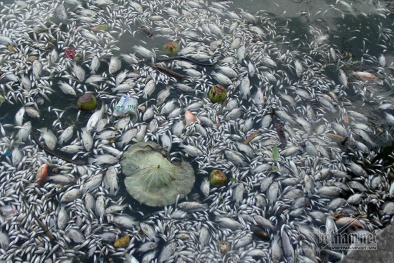 Chất lượng nước Hồ Tây không đạt quy chuẩn nào?