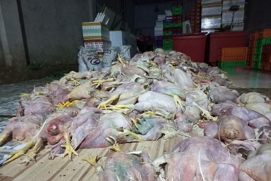 Thu giữ 2,2 tấn gà chết, bốc mùi hôi thối chuẩn bị đem ra thị trường để bán