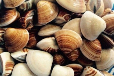 Năm 2022, xuất khẩu nghêu có thể mang về trên 100 triệu USD