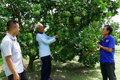 Quản lý mã số vùng trồng và cơ sở đóng gói trong xuất khẩu nông sản