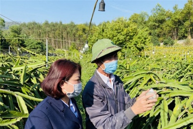 Giám sát chặt chẽ việc cấp mã số vùng trồng với sản phẩm nông sản