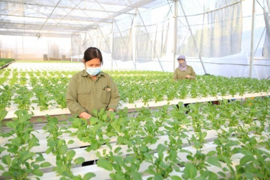 Loại bỏ các sản phẩm ‘hữu cơ tự xưng’, tạo nên thị trường cạnh tranh lành mạnh