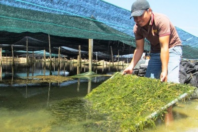 Phát triển nuôi trồng rong biển - ngành thủy sản hướng đến mục tiêu tăng trưởng xanh bền vững