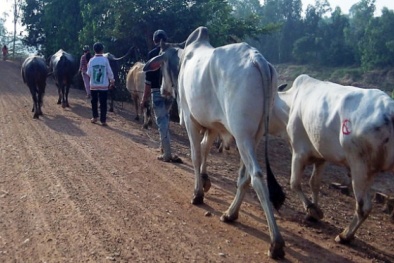 Ngăn chặn trâu, bò vận chuyển, buôn bán trái phép qua biên giới 