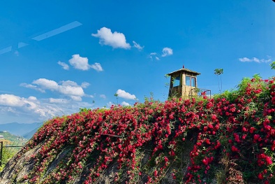 Sun World Fansipan Legend: Những đóa 'hoa dơn thóc' nở trong sương gió