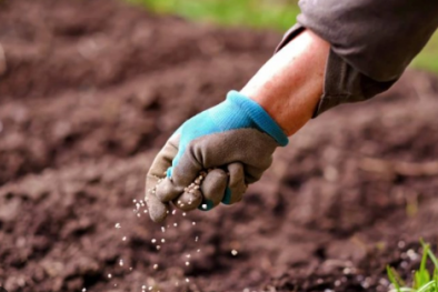 Công ty TNHH Quốc tế DENTA sản xuất phân bón giả