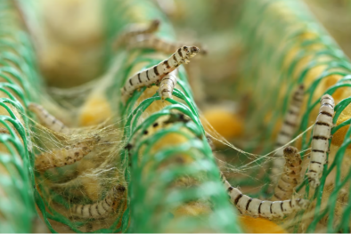 Phát triển phương pháp sản xuất sợi nano nhanh hơn, đơn giản hơn lấy cảm hứng từ con tằm