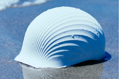 Phát triển loại mũ bảo hiểm làm từ vỏ sò điệp thân thiện môi trường