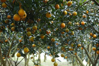 Lần đầu tiên cam Cao Phong được xuất khẩu sang thị trường Anh