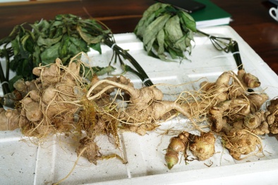 Thu hồi giấy xác nhận trồng sâm Ngọc Linh không chính xác 