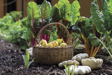 Thị trường Đức: Cơ hội tiềm năng cho nông sản hữu cơ Việt Nam