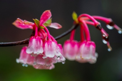 Hoa đào chuông - loại cây 'hàng hiếm, giá khủng” được săn đón dịp Tết Quý Mão 2023