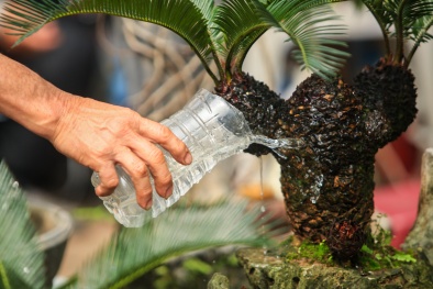 Vạn Tuế mini bonsai – thú chơi cây cảnh độc lạ trong dịp Tết Quý Mão 2023