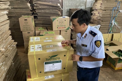 Xử phạt một doanh nghiệp làm giả cây chanh dây giống nhập khẩu