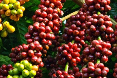 Doanh nghiệp miền Trung – Tây Nguyên xuất khẩu 'khởi sắc'