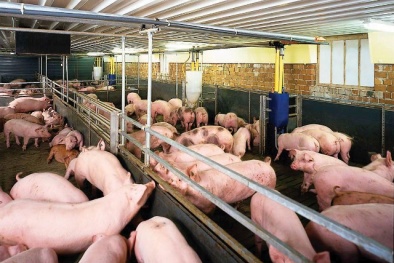 Tăng cường kiểm tra, xử lý việc sử dụng chất cấm trong chăn nuôi, giết mổ gia súc