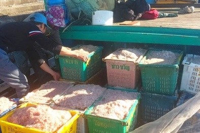 Hà Tĩnh: Ngư dân bội thu ruốc biển những ngày giáp Tết Nguyên đán 2023
