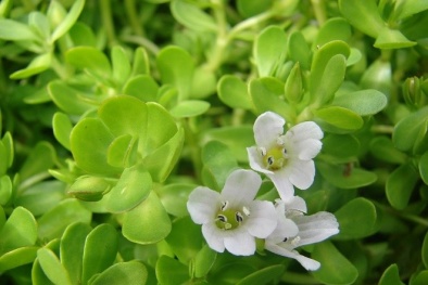 Cao dược liệu phòng ngừa suy giảm trí nhớ từ rau đắng biển