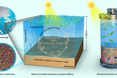 Chế tạo thành công 'pin sinh học' sản xuất điện sạch