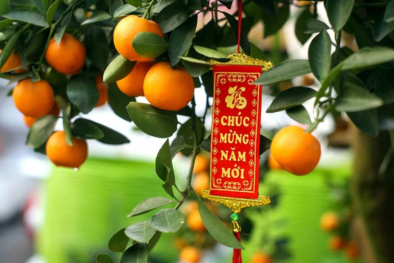 Thận trọng với quả quất chưng ngày Tết dễ 'ngậm độc'