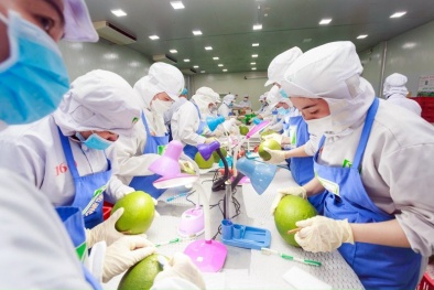 Chinh phục 'miền đất hứa'