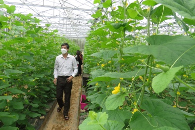 Khoa học công nghệ và đổi mới sáng tạo - động lực xây dựng nền nông nghiệp năng suất, chất lượng 