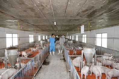 Tác hại của chất cấm trong chăn nuôi đến sức khỏe con người