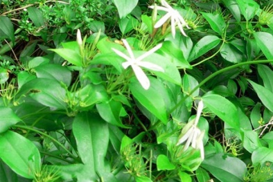 Chè vằng Quảng Trị được cấp Giấy chứng nhận đăng ký chỉ dẫn địa lý