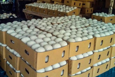 Để dừa tươi được xuất khẩu sang Hoa Kỳ cần phân tích nguy cơ dịch hại