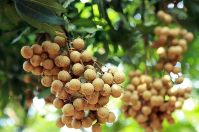 Đề nghị Ấn Độ đẩy nhanh quy trình cấp phép nhập khẩu cho trái cây của Việt Nam 