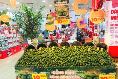 Giá cam sành xuống thấp, Central Retail cam kết tiêu thụ hàng chục tấn cam sành Vĩnh Long