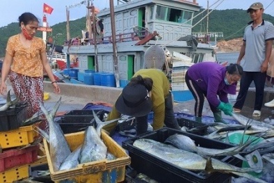 Tập trung nguồn lực chống khai thác hải sản bất hợp pháp, quyết tâm gỡ cảnh báo ‘Thẻ vàng’ trong năm 2023