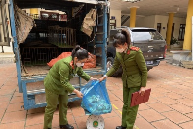 Cẩn trọng với đuôi lợn không rõ nguồn gốc xuất xứ