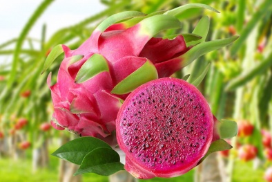 Lí do gì thanh long ruột đỏ xuất khẩu sang Nhật Bản bị dừng đơn hàng?