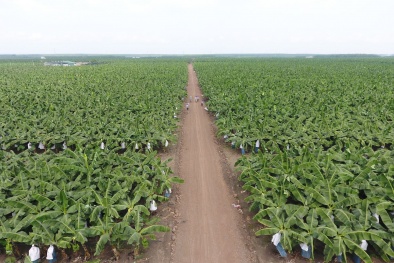 Đảm bảo nông sản xuất khẩu gắn mã số vùng trồng