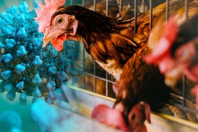 Cảnh báo: Cúm gia cầm đe dọa nguồn thực phẩm toàn thế giới