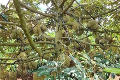 Nguy cơ từ việc tăng diện tích cây sầu riêng ồ ạt theo phong trào, thiếu kiểm soát