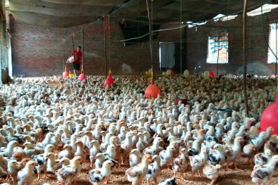 Khẩn cấp ngăn chặn nhập lậu gia cầm vào Việt Nam