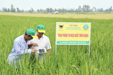 Ứng dụng công nghệ vào nông nghiệp: Người nông dân trồng lúa bằng smartphone