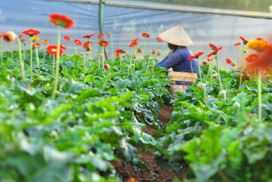 Lâm Đồng: Ưu tiên ứng dụng công nghệ cao tăng năng suất hoa