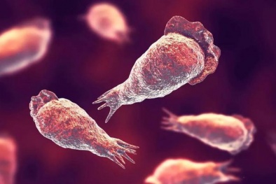 Cảnh báo: Cẩn trọng với kí sinh trùng amip ăn não có trong nước máy