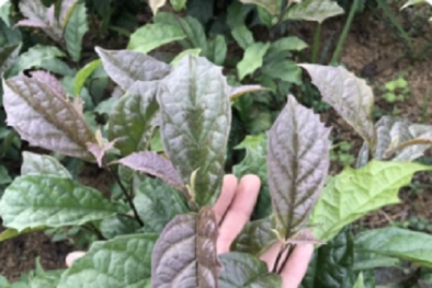 Xạ đen tốt cho sức khỏe nhưng không phải ai cũng có thể dùng