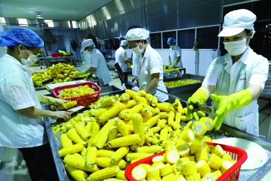 Đáp ứng tiêu chuẩn, rau quả Việt rộng đường xuất khẩu