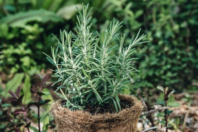 Những công dụng hữu ích của cây hương thảo đối với sức khỏe