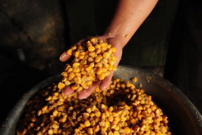 Bảo hộ chỉ dẫn địa lý 'Na Hang' cho sản phẩm rượu ngô men lá